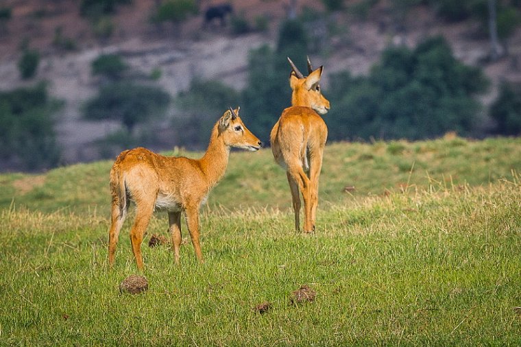 029 Botswana, Chobe NP, puku.jpg